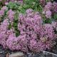 Sedum 'Lime Zinger' 1QT