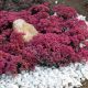 Sedum 'Dazzleberry'