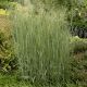 Panicum v. 'Heavy Metal' #2