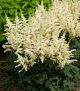 Astilbe c 'Visions in White'