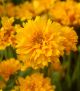 Coreopsis g 'Early Sunrise'