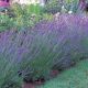 Lavandula x 'Grosso'