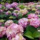 Hydrangea 'ES Bloomstruck' #5