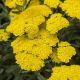 Achillea x ‘Moonshine’ #2