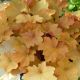 Heuchera v 'Caramel' #2