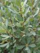 Myrica pensylvanica #5