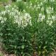 Physostegia v 'Miss Manners'