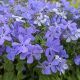 Phlox d 'Blue Moon'