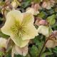 Helleborus 'Molly White'