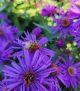 Aster nov-ang 'Purple Dome'