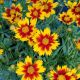 Coreopsis v 'Daybreak'