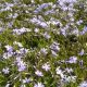 Phlox s 'Emerald Blue' 1QT