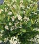Aronia 'Lo Scape Hedger' #3