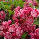 Kalmia l Kaleidoscope #5