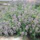 Thymus p 'Pink Chintz' 4