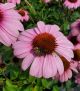 Echinacea p 'Prarie Splend' #2
