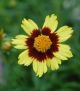 Coreopsis v 'Cosmic Eye'