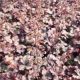 Heuchera x 'Midnight Rose'