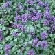 Lamium m 'Purple Dragon'