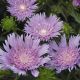 Stokesia l. 'Peachie's Pick'