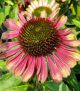 Echinacea p 'Green Twister'