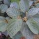 Fothergilla g 'Blue Shadow' #2