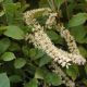 Itea v 'Little Henry' #5