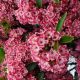 Kalmia l 'Keepsake' #3