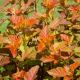 Physocarpus 'Amber Jubilee' #2