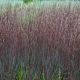 Schizachyrium 'Blue Paradise'