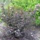 Physocarpus 'Diablo' #3