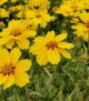 Coreopsis l 'Tequila Sunrise'