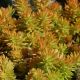 Sedum r 'Prima Angelina' 1QT