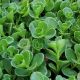 Sedum 'John Creech' 1QT