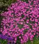 Dianthus 'Firewitch'