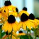 Rudbeckia f 'Goldsturm' 1QT
