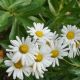 Chrysanthemum nipponicum