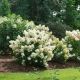 Hydrangea 'L QuickFire Fab #2