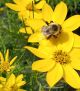 Coreopsis v Zagreb #2