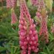 Lupinus 'Gallery Pink'