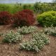 Aronia 'Lo Scape Mound' #2