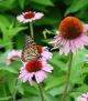 Echinacea p 'Magnus' #2