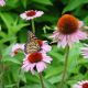 Echinacea p 'Magnus' 1qt