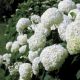 Hydrangea a 'Annabelle' #1