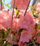 Azalea 'Blaauw's Pink' #2