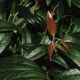 Leucothoe a. 'Squirt' #2