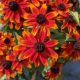 Rudbeckia t 'Prairie Glow'