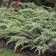 Juniperus com. 'Blueberry Deli