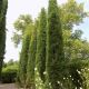 Juniperus v. 'Taylor' 5'