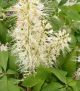 Aesculus parviflora #3